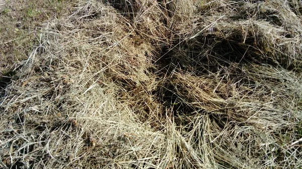 Feno no lado de uma montanha. Imagem de grama seca empilhada em uma pilha. A textura do material natural. Feita de mofo e cevada. Outono dourado nas montanhas durante o feno — Fotografia de Stock