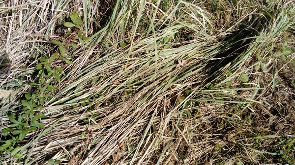 Heno en el lado de una montaña. Imagen de hierba seca apilada en una pila. La textura del material natural. Hayed de moho y cebada. Otoño dorado en las montañas durante el heno — Foto de Stock