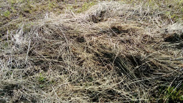 Hooi op de zijkant van een berg. Afbeelding van droog gras opgestapeld in een stapel. De textuur van natuurlijk materiaal. Hayed van meeldauw en gerst. Gouden herfst in de bergen tijdens het hooien — Stockfoto