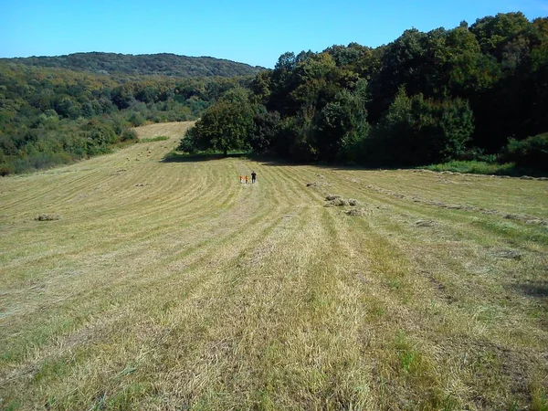 Пейзаж склона горы Фруска в Сербии в начале осени. Крутой склон за сенокосом. Сухая трава подстрижена. На заднем плане, небо и расстояние — стоковое фото