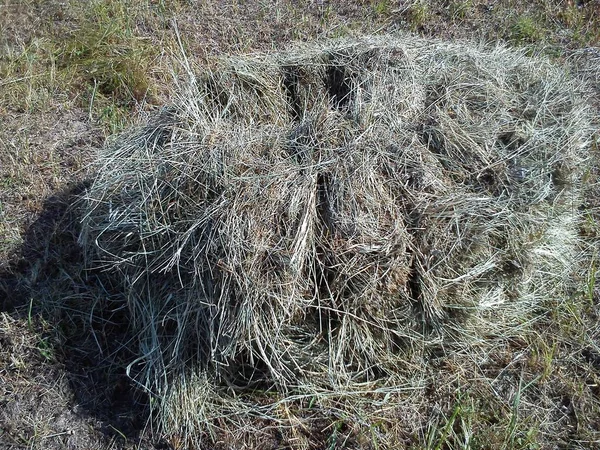 Afbeelding van droog gras opgestapeld in een stapel. Haystack op het veld. De textuur van natuurlijk materiaal. Hayed van meeldauw en gerst. Gouden herfst in de bergen tijdens het hooien — Stockfoto