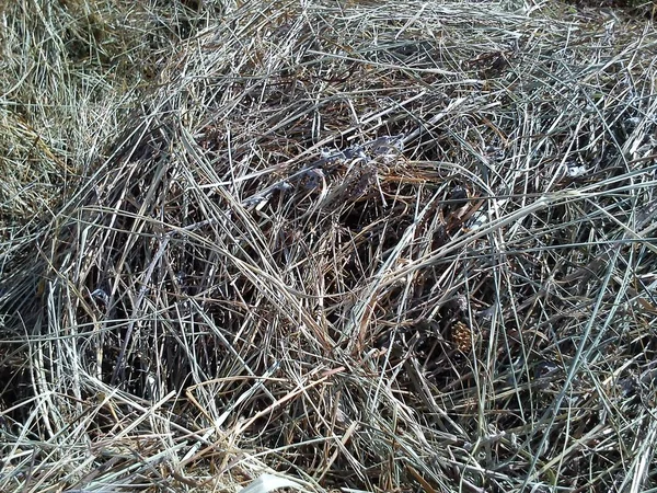 Imagen de hierba seca apilada en una pila. Haystack en el campo. La textura del material natural. Hayed de moho y cebada. Otoño dorado en las montañas durante el heno — Foto de Stock