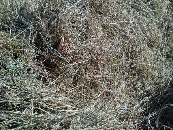 Bild von trockenem Gras in einem Haufen aufgetürmt. Heuhaufen auf dem Feld. die Textur des natürlichen Materials. Heu von Mehltau und Gerste. Goldener Herbst in den Bergen bei der Heuernte — Stockfoto