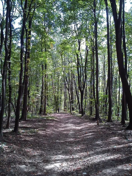 Sentiero in una foresta decidua europea. Passeggiata nella natura all'inizio dell'autunno. Tronchi di albero nero con foglie verdi. Tempo soleggiato. Foresta sul monte Fruska, Serbia — Foto Stock