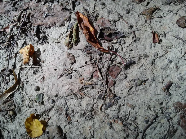 Light clay soil. Forest land. Cracks from drought on the soil. Yellow gray autumn fallen leaves. Tree seeds, twigs and sticks lie next to the leaves. Natural sunlight dim