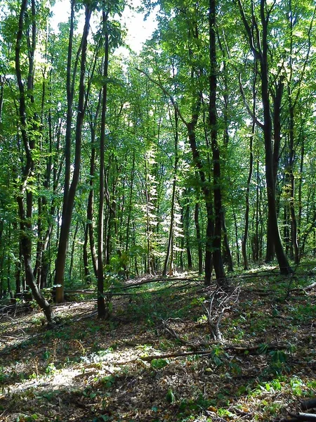 Sendero en un bosque caducifolio europeo. Caminar en la naturaleza a principios de otoño. Troncos de árbol negro con hojas verdes. Clima soleado. Bosque en la montaña Fruska, Serbia . —  Fotos de Stock