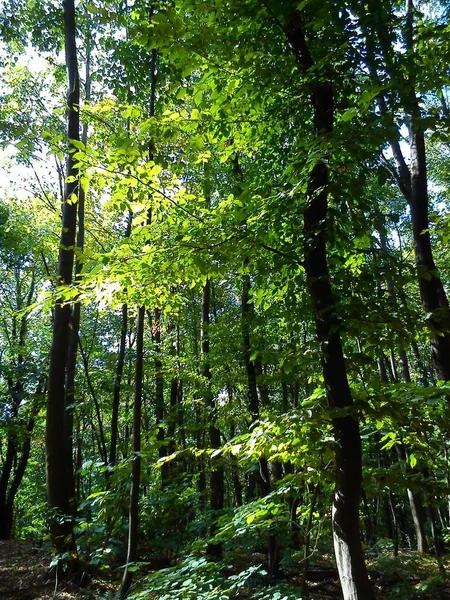 Sendero en un bosque caducifolio europeo. Caminar en la naturaleza a principios de otoño. Troncos de árbol negro con hojas verdes. Clima soleado. Bosque en la montaña Fruska, Serbia — Foto de Stock