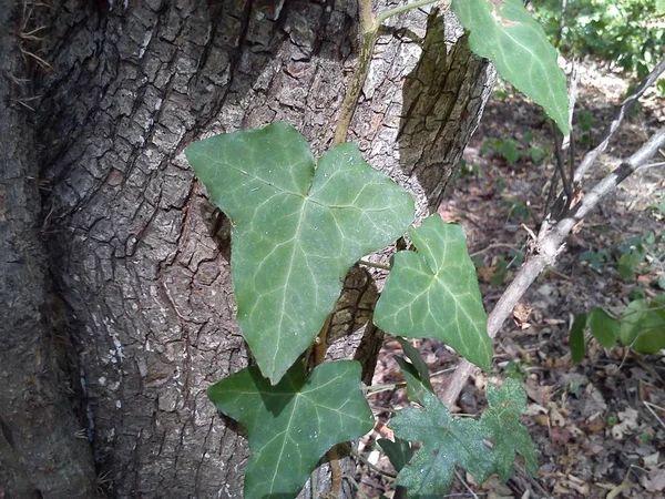 Blätter und junge Efeu-Triebe erklimmen den Baumstamm. Europäischer Wald. Kriechende parasitäre Pflanze. grünes Laub. dreieckiges Blatt. — Stockfoto