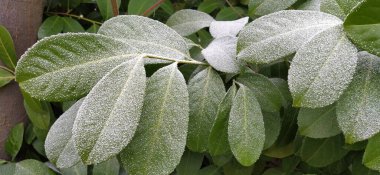 Yüzeyinde beyaz kar toprağı olan güzel büyük yeşil yapraklar. Donmuş su kristalleri. Ficus ağacı ya da her zaman yeşil olan çalı bitkisi soğuk havada yüksek nemde fotoğraflandı.