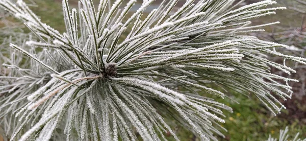 Beautiful long pine needles with white hoarfrost. Frozen branches of an evergreen plant. Trees froze in a terrible frost. Ice crystals formed due to high humidity — 스톡 사진