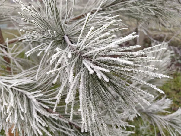 Hermosas agujas largas de pino con hoarfrost blanco. Ramas congeladas de una planta perenne. Los árboles se congelaron en una terrible helada. Cristales de hielo formados debido a la alta humedad —  Fotos de Stock