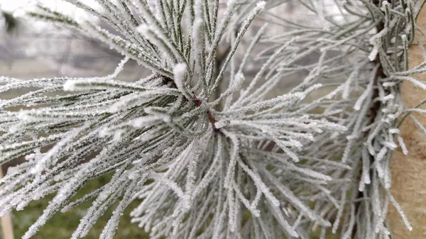 Beautiful long pine needles with white hoarfrost. Frozen branches of an evergreen plant. Trees froze in a terrible frost. Ice crystals formed due to high humidity. — 스톡 사진