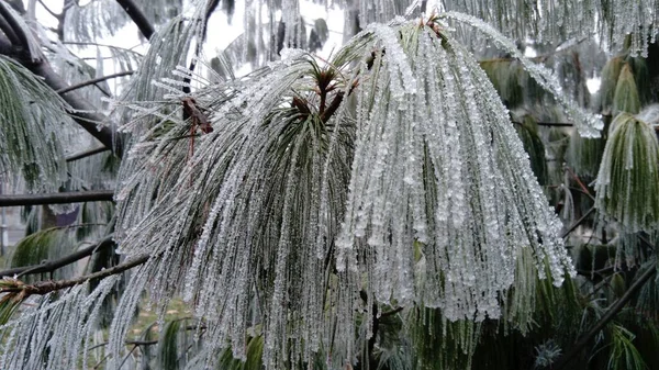 Beautiful long pine needles with white hoarfrost. Frozen branches of an evergreen plant. Trees froze in a terrible frost. Ice crystals formed due to high humidity. — 스톡 사진
