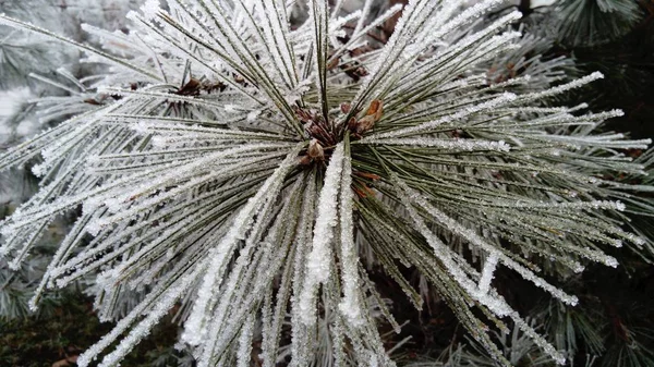 Krásné dlouhé borové jehličí s bílým chrastítkem. Zmrazené větve věčně zelené rostliny. Stromy zamrzly v hrozném mrazu. Ledové krystaly vytvořené v důsledku vysoké vlhkosti — Stock fotografie