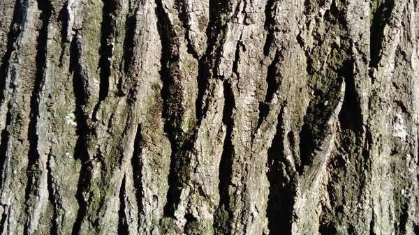 Barken från ett gammalt träd. Brunbeige varma färger i exfolierande bark. Trädstammen. Enskilda delar av cortex puff, separat från basen. Naturligt ljus — Stockfoto