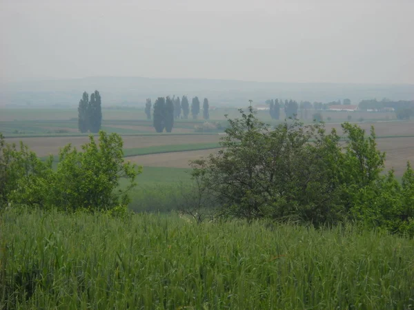 Красивый спокойный пейзаж. Зеленое поле с пирамидальными топорами вдалеке. Пышные кусты посередине. Вдалеке видны синие горы. Пейзаж Сербии — стоковое фото