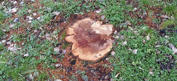 Pahýl s čerstvým řezem. Strom je vyřezán až ke kořeni. Detailní záběr. Roční kruhy na vodorovném dřevěném povrchu. Tmavý, shnilý uprostřed kmene stromu — Stock fotografie