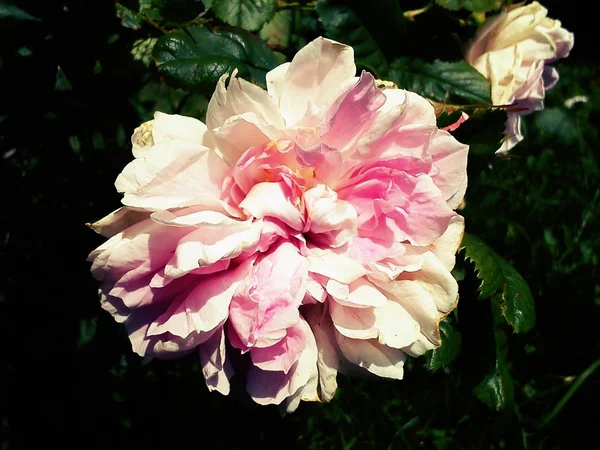 Bred, öppen rosa ros. Vita - rosa ömtåliga kronblad är redo att falla ut ur foderbladen. Mogna växter. Sommartid i rosenträdgården. Gröna blad rama in knoppen — Stockfoto