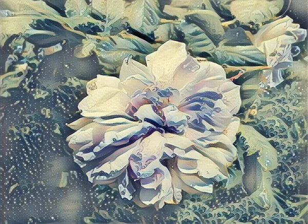 Широко раскрытая белая роза. Нежные лепестки готовы выпасть из чашечек. Зрелое растение. Летом в розовом саду. Синие листья с капельками росы обрамляют бутон. Стилизованное изображение — стоковое фото