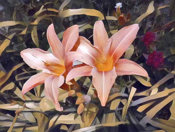 Дві красиві великі квітки лілії в одному суцвітті. Яскраво-помаранчевий колір. Тонкі довгі листя обрамляють квіти. Літній час в саду — стокове фото