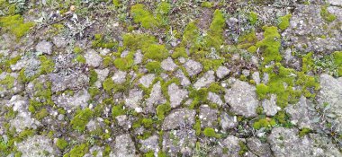 Old concrete covered with shaggy soft moss. Green terry moss on the stone. Vegetation on a gray background