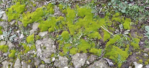 Velho concreto coberto com musgo macio desgrenhado. Um musgo terry verde na pedra. Vegetação em um fundo cinza — Fotografia de Stock