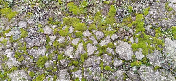 Velho concreto coberto com musgo macio desgrenhado. Um musgo terry verde na pedra. Vegetação em um fundo cinza — Fotografia de Stock