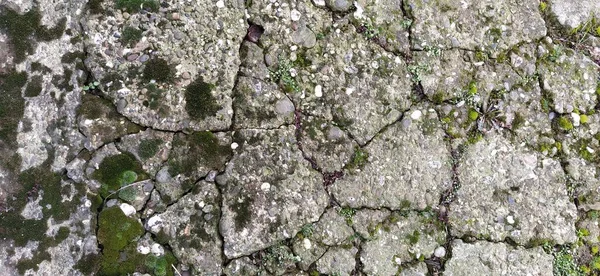 Old concrete covered with shaggy soft moss. Green terry moss on the stone. Vegetation on a gray background — 스톡 사진