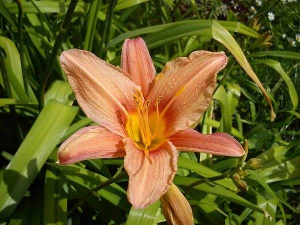 Beautiful big lily flower. The bright orange color of the petals and the yellow core. Pestles and stamens are clearly visible. Thin long green leaves framing flowers. Summertime in the garden — 图库照片