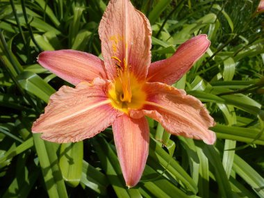 Beautiful big lily flower. The bright orange color of the petals and the yellow core. Pestles and stamens are clearly visible. Thin long green leaves framing flowers. Summertime in the garden.