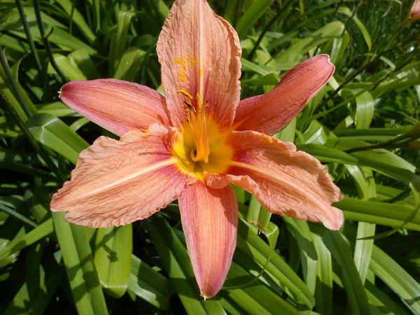 Beautiful big lily flower. The bright orange color of the petals and the yellow core. Pestles and stamens are clearly visible. Thin long green leaves framing flowers. Summertime in the garden. — 图库照片