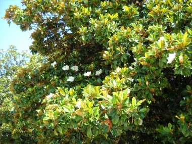 Tall tree with large magnolia flowers. Big white petals. Wide shiny green leaves around the inflorescence. Southern flora of the Mediterranean and tropics. Ficus-like tree.