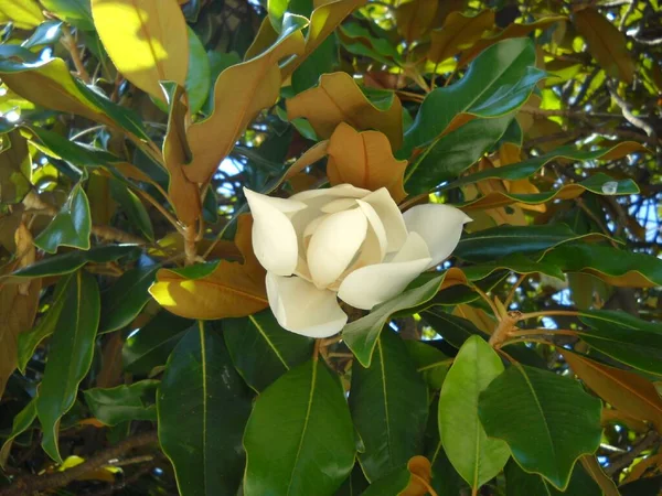 Large magnolia flower. Large white petals cover the yellow stamens and pistils. Wide shiny green leaves around the inflorescence. Southern flora of the Mediterranean and tropics. Ficus-like tree.