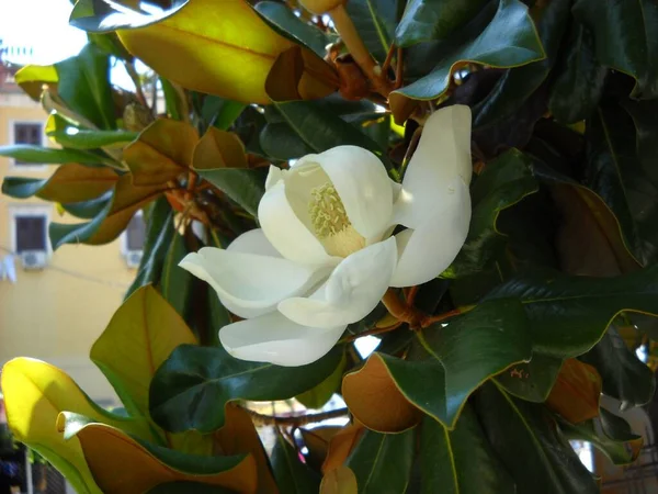Large magnolia flower. Large white petals cover the yellow stamens and pistils. Wide shiny green leaves around the inflorescence. Southern flora of the Mediterranean and tropics. Ficus-like tree.