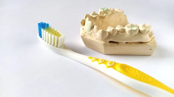 Toothbrush and mock human jaw. Plaster lower jaw. Dental and health care concept. White background. Bright yellow and blue color. Rugged, crooked teeth. Help of the dentist and orthodontist — Stockfoto