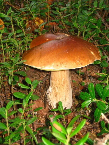 Edible forest mushroom. A beautiful, large, even boletus or porcini mushroom. Find in the forest. Good luck mushroomer. Mushroom with a white leg and a reddish brown top. Product consumed by humans — 스톡 사진