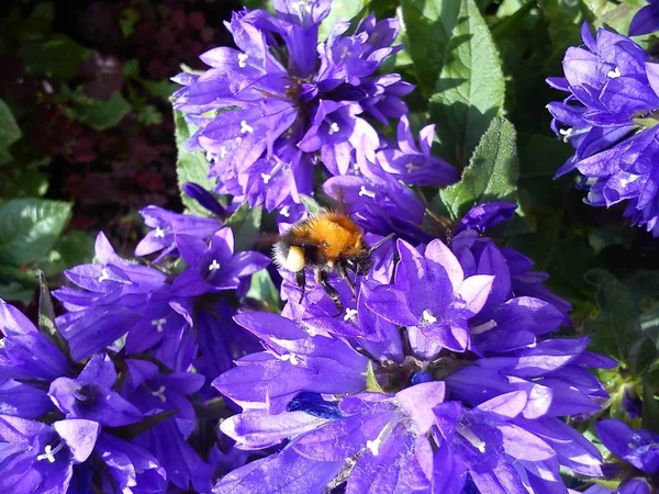 Eine Hummel sitzt auf einem blauvioletten Blütenstand einer Glocke und sammelt Nektar und Pollen. Sichtbare Staubgefäße und Stempel von Farbe, Beinen und Schnurrbart des Insekts. Sonnenlicht. Sommerzeit im Garten — Stockfoto