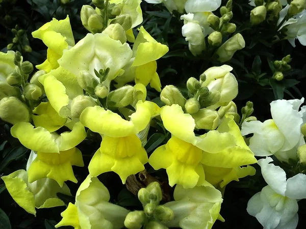 Instale snapdragon durante o período de floração abundante. Lindas flores amarelas de forma extravagante. Close-up. Cama de flores brilhante — Fotografia de Stock