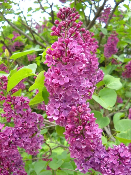 Pink inflorescence of common lilac. Beautiful flowers of lilac Syringa on the background of branches and green leaves. Spring and early summer in the lilac garden