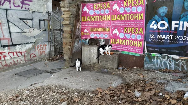 Belgrade Serbia January 2020 Three Stray Cats Received Portion Dry — Stok fotoğraf