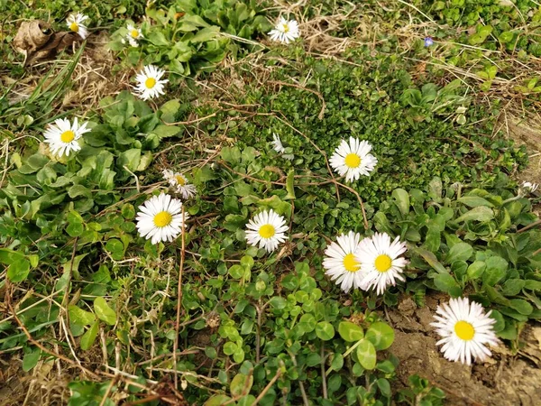 春の日に芝生の上で白いデイジー 短い茎 唯一の緑の草の地面から出てくる 最初の春のステップ 花で芝生 粘土で土 — ストック写真