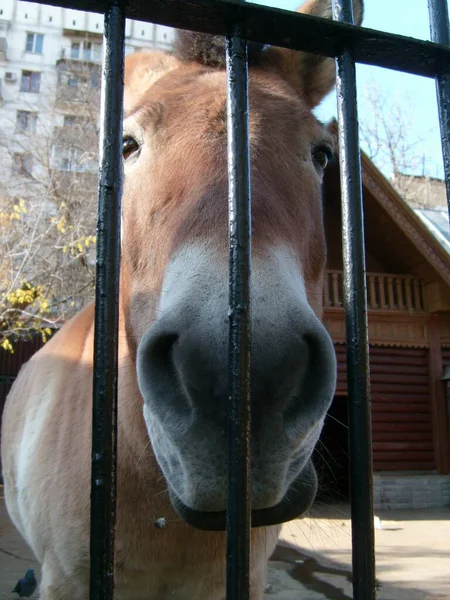 Розоль Віслюка Або Коричневого Коня Через Металеву Решітку Тварина Зоопарку — стокове фото