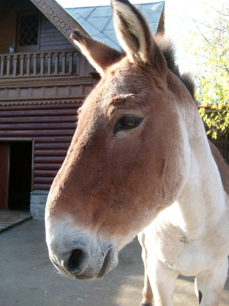 Bocal Burro Cavalo Marrom Zoológico Menagerie Nariz Grande Com Narinas — Fotografia de Stock