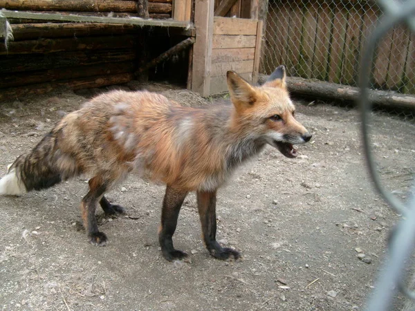 A sobbing fox with black legs and big ears in a zoo or menagerie. The animal is looking forward. Buildings and cells in the background. Everyday zoo.