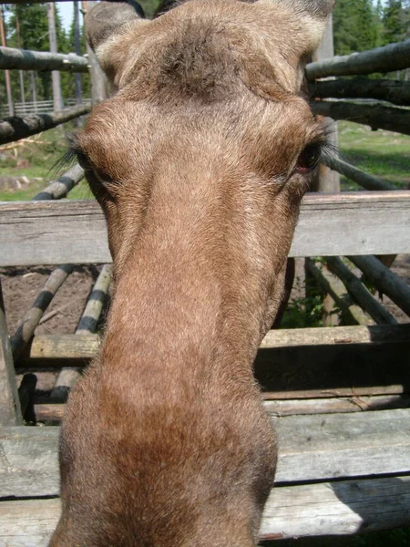 Elk Female Peeps Wooden Fence Zoo Moose Has Horns Background — Stock Photo, Image