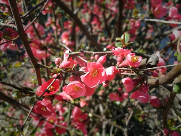 Beautiful Pink Red Henomeles Flowers Shrub Leaves Blooms Early Spring — Stock Photo, Image