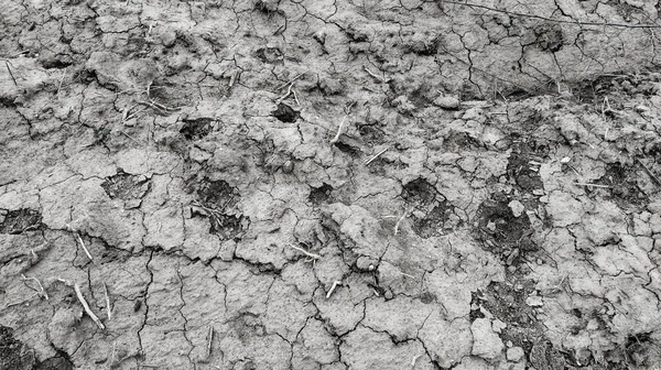 Islak Verimli Topraklar Çamur Araziyi Ekime Hazırlıyorum Tarım Doğal Tema — Stok fotoğraf