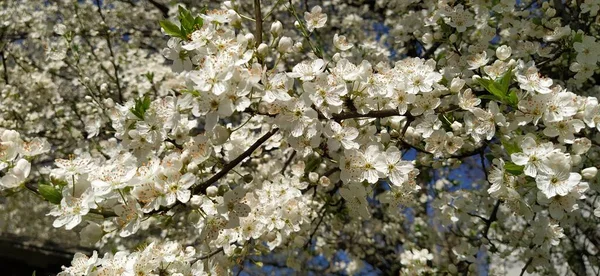 美しい白い春の花 サクランボ アプリコット プラムを豊富に咲かせます 春祭り 日本の伝統 グリーティングカード レイアウトや花の背景 雄しべと雄しべを持つ繊細な花弁 — ストック写真