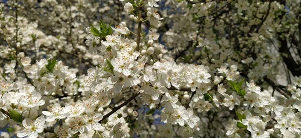 美しい白い春の花 サクランボ アプリコット プラムを豊富に咲かせます 春祭り 日本の伝統 グリーティングカード レイアウトや花の背景 雄しべと雄しべを持つ繊細な花弁 — ストック写真