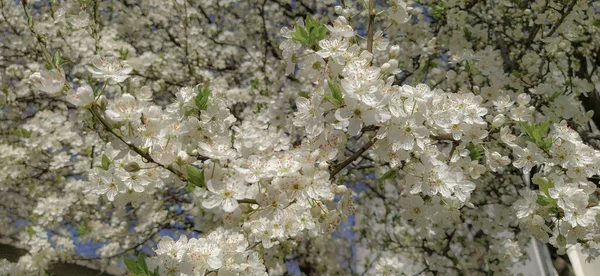 Gyönyörű Fehér Tavaszi Virágok Buja Cseresznye Sárgabarack Szilva Tavaszi Fesztivál — Stock Fotó